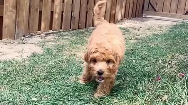 Cute dog funny moment 2022 | dog very funny video| cute honny2022