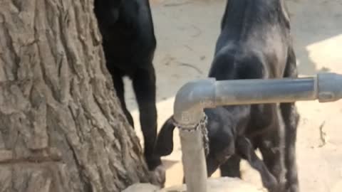 Two little cute goat is playing together