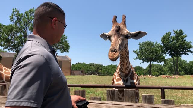 Feeding Julu the Giraffe