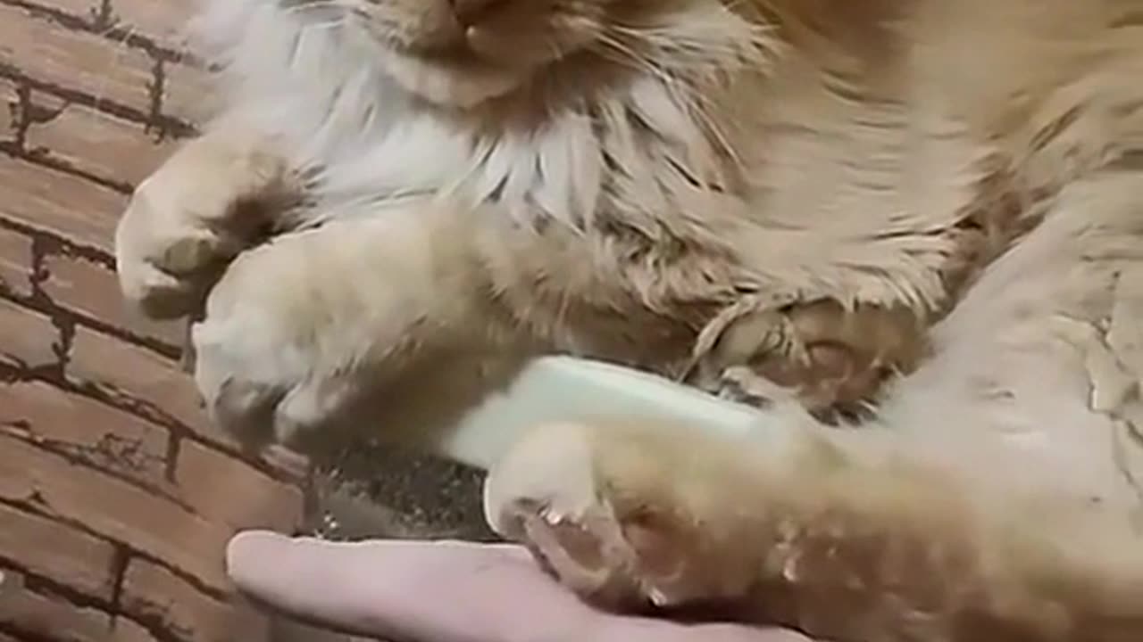 They hold the cat's leg in their arms