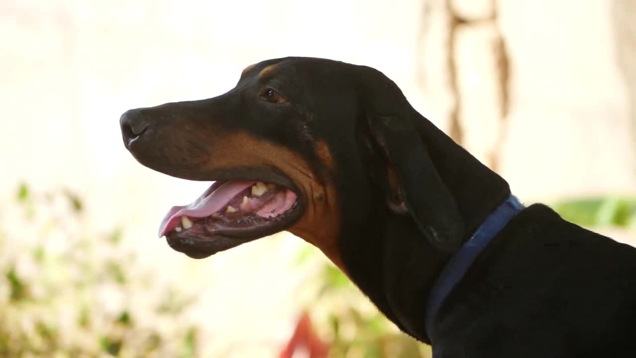 Close micro shot of Rottweiler dog , Front face view of dog