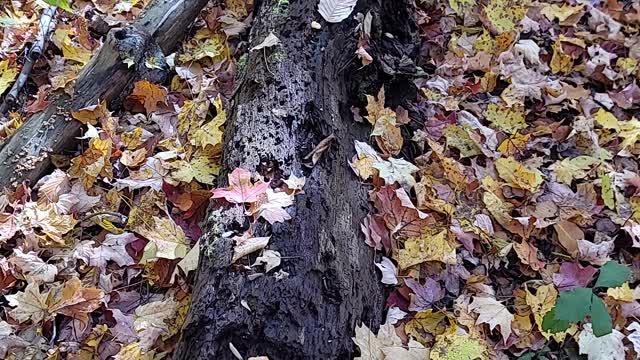 I spy mushroom hunting pt 3