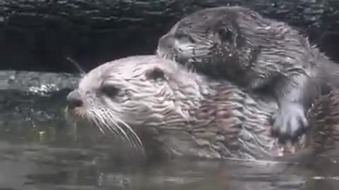 Otter and pups