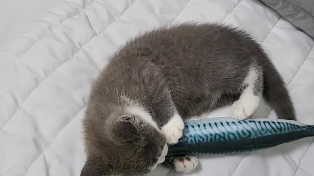 A baby cat playing with a mackerel doll.