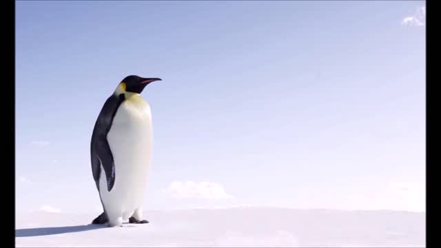Discovered In New Zealand- Giant Penguins