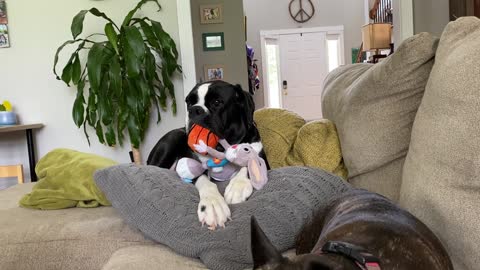 Doggy Relaxing With Favorite New Toy