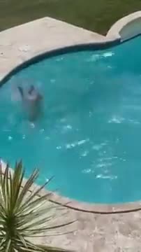The dog is learning to dive