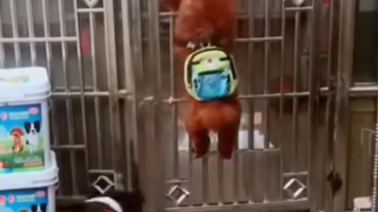 Funny dogs video