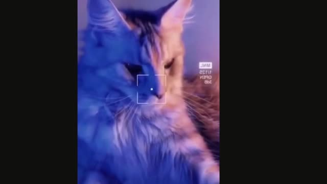 cute and angry cat videos-2021