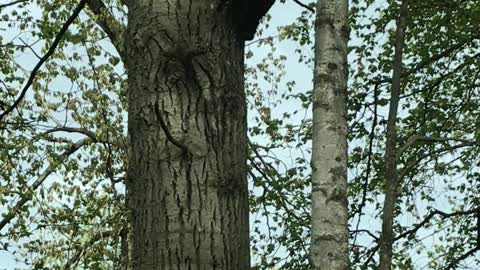 Mama Black Bear Walks with Cubs Along Road