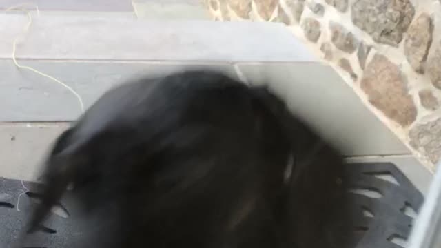Two black running towards knock on window