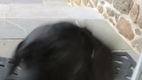 Two black running towards knock on window