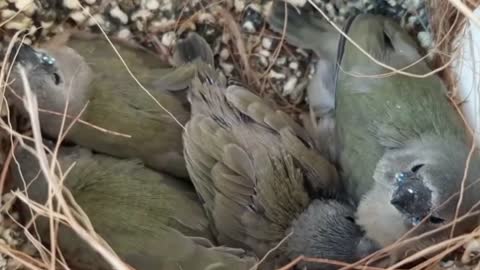 Our first baby Gouldians. 25 days from hatching to flying.