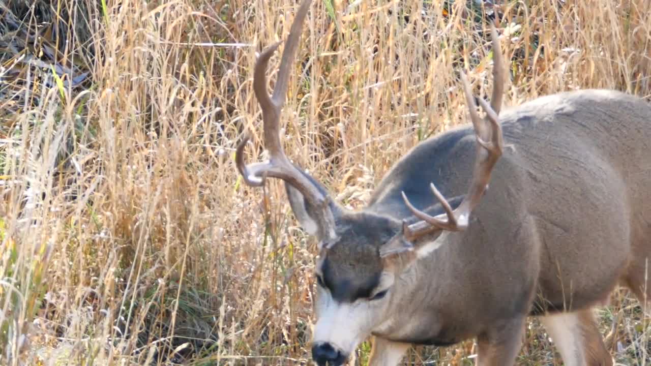 Slow Motion Of A Large Mule Deer Buck In A Field Eating Grass