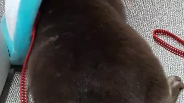 Cute otter series 2