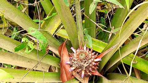 Pineapple garden