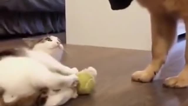 Funny animals