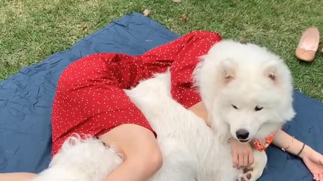 A samoye forced to act as a pillow