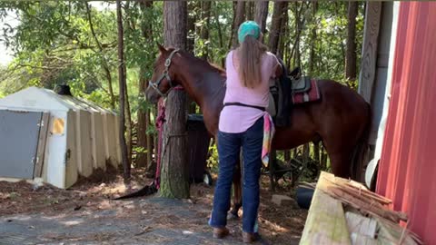 Colts first saddling and driving lesson