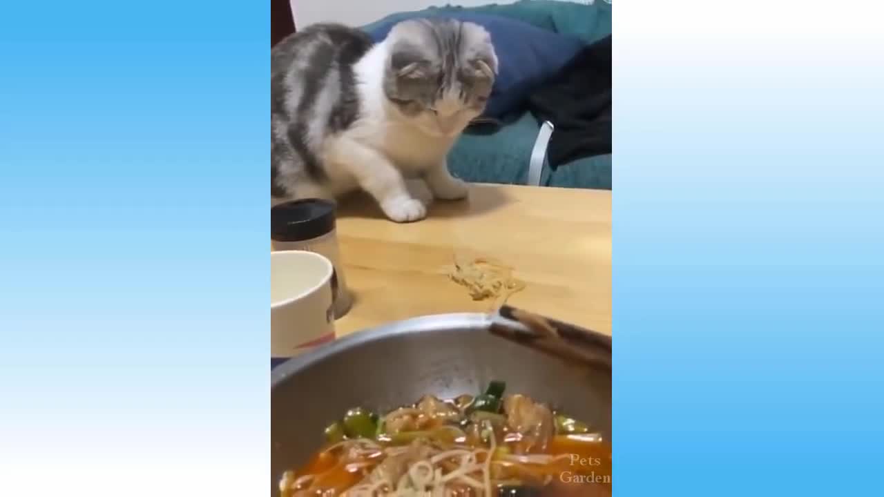 OMG so cute cats ❤️ best funny cat videos 2021