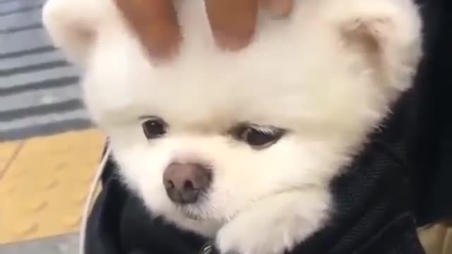 Cute dog