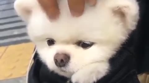 Cute dog