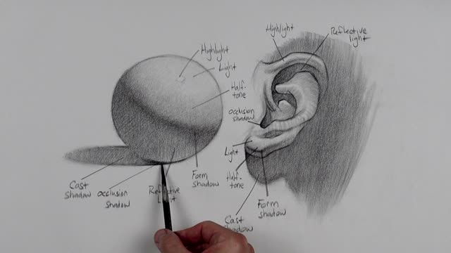 Portrait Drawing Lesson: Shading Terms