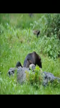 Wolverine animal hunting, wolverine animal #shorts