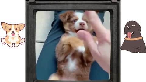 Playing with this cute dog