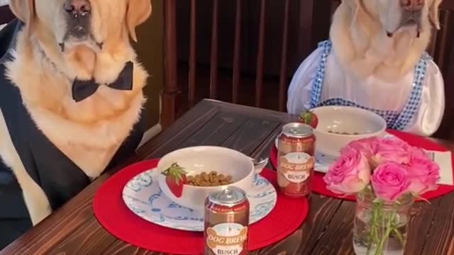 What would your dog do a date? ❤️ What scenarios should we do next? 😂