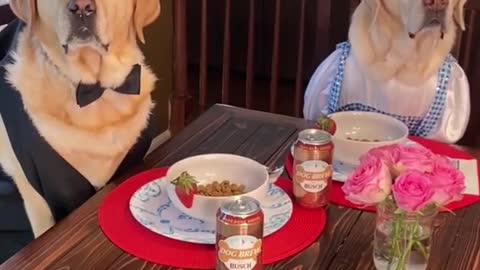 What would your dog do a date? ❤️ What scenarios should we do next? 😂