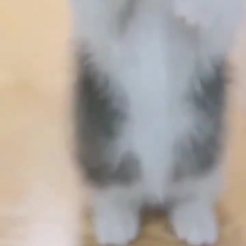 8.Soo cute cat 😺😺😺😺