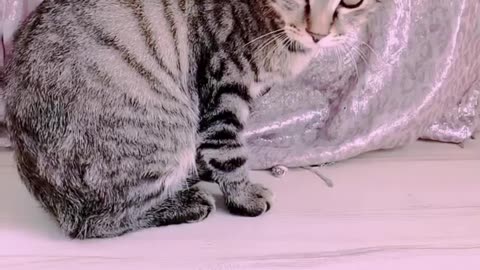 funny funny videos funny jokes funny animals funny memes funny movies funny bone funny pictures