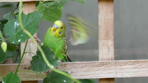 Naughty funny bird