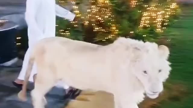 Of the lion Dubai King Sheikh Nawab With White Tiger White Lion