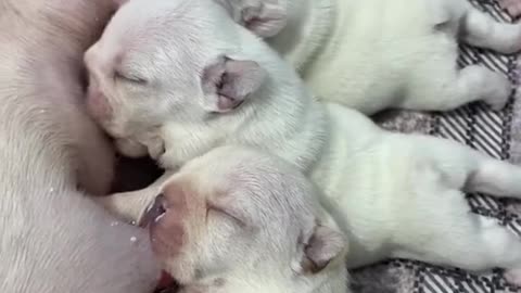 Cutes puppies feed from mama