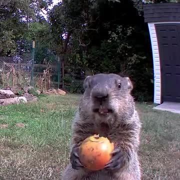 Insolent groundhog steals and eats vegetables