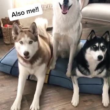 The smartest husky.mp4