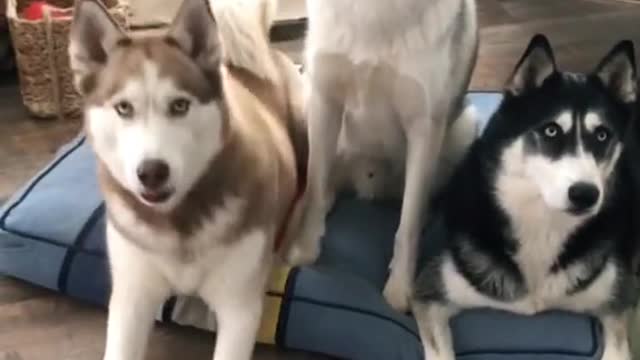 The smartest husky.mp4