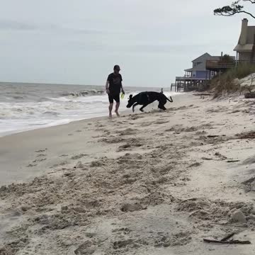 Great Dane Sees Beach