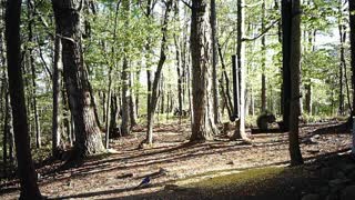 The Woods - 04/20/2021