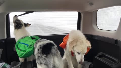 Dog Tries to Get a Taste of Windshield Wiper