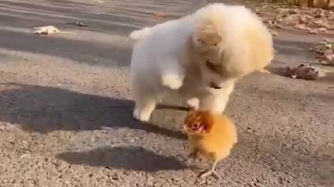 Cute puppy and Chicks best friend