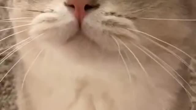 Best funny Cat video Compilation#2 ❤️😘