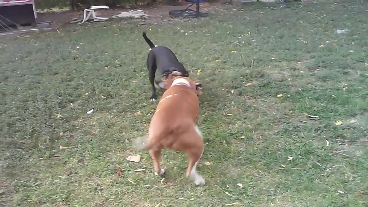 Tug of war between 2 Pitt Bulls