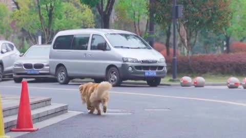 a clever dog video