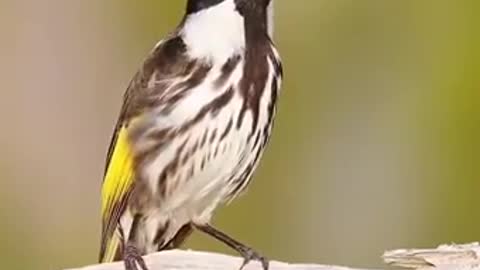 Canari canari