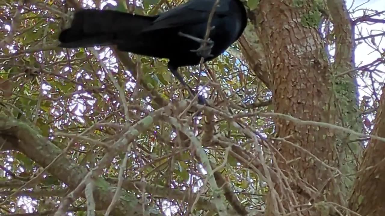 Fish Crow on a branch. (Corvus ossifragus) Florida, 2.9.24