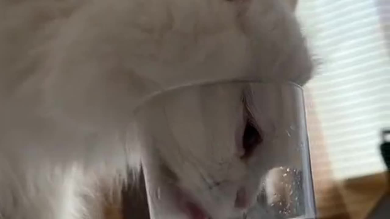 how to drink water this is cheating cat