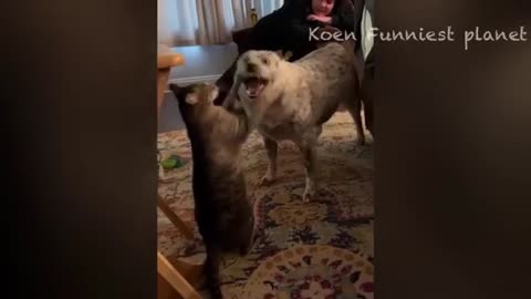 Funny_Dogs_And_Cats_Videos_2023_😅_-_Best_Funniest_Animal_Videos_Of_The_Month_#4(360p)